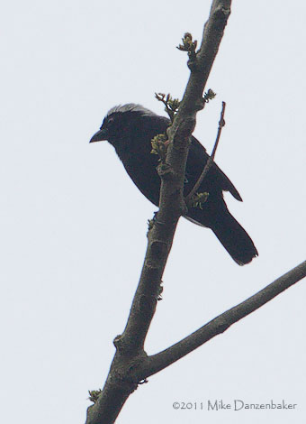 Maxwell's Black Weaver (Ploceus albinucha) photo