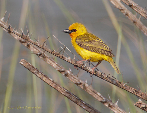 Orange Weaver (Ploceus aurantius) photo