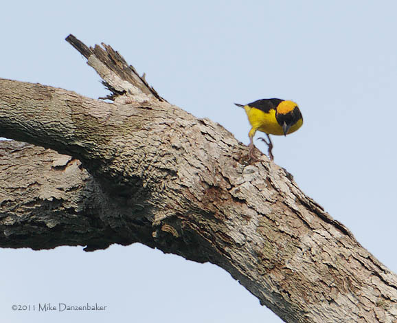 Preuss's Weaver (Ploceus preussi) photo