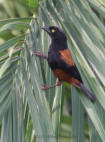 Vieillot's Black Weaver (Ploceus nigerrimus) photo
