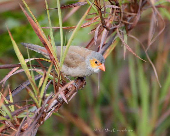 Orange-cheeked Waxbill (Estrilda melpoda) photo