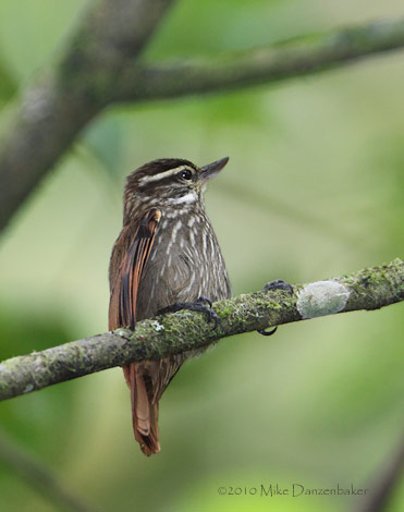 Streaked Xenops (Xenops rutilans) photo