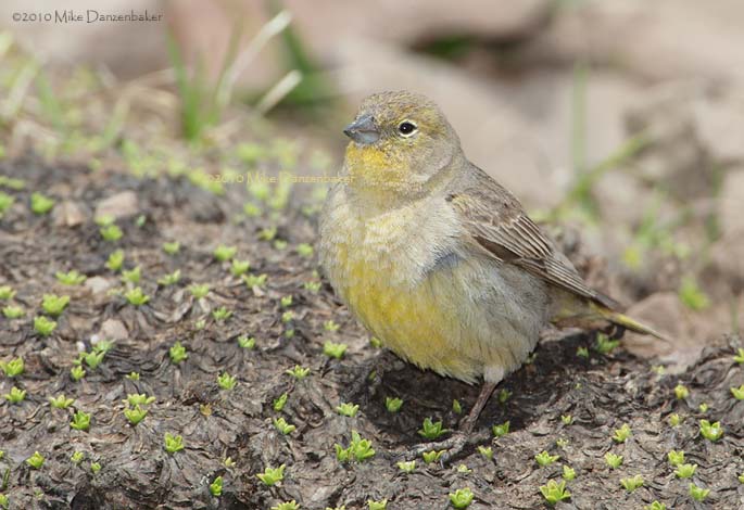 Greater Yellow Finch (Sicalis auriventris) photo