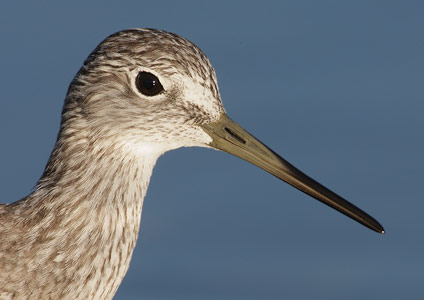 Greater Yellowlegs (Tringa melanoleuca) photo