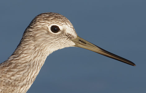 Greater Yellowlegs (Tringa melanoleuca) photo