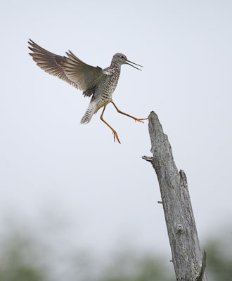Greater Yellowlegs (Tringa melanoleuca) photo