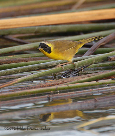 Belding's Yellowthroat (Geothlypis beldingi) photo