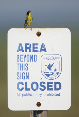 Common Yellowthroat (Geothlypis trichas) photo