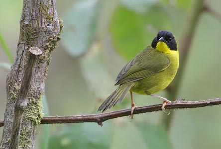Olive-crowned Yellowthroat (Geothlypis semiflava) photo