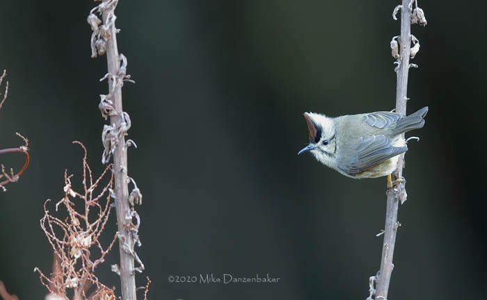 Taiwan Yuhina (Yuhina brunneiceps) photo