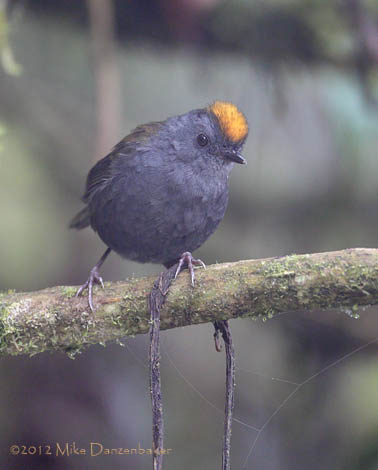 Wrenthrush (Zeledonia coronata) photo
