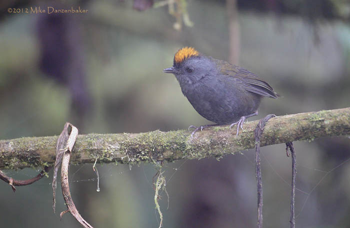 Wrenthrush (Zeledonia coronata) photo