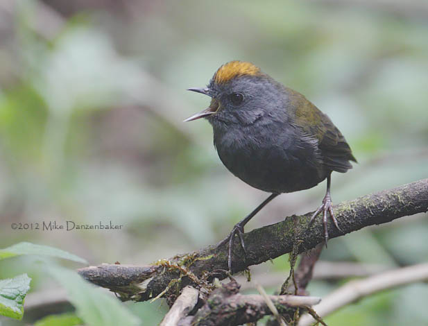 Wrenthrush (Zeledonia coronata) photo