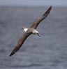 Atlantic Yellow-nosed Albatross (Thalassarche chlororhynchos) photo, Adult in Flight, Gough Island, March, 2006