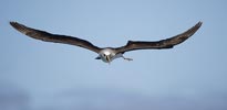 Atlantic Yellow-nosed Albatross (Thalassarche chlororhynchos) photo, Adult in Flight, Nightingale Island, March, 2006