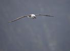 Atlantic Yellow-nosed Albatross (Thalassarche chlororhynchos) photo, Adult in Flight, Gough Island, March, 2006