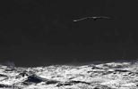 Atlantic Yellow-nosed Albatross (Thalassarche chlororhynchos) photo, Adult in Flight, Nightingale Island, March, 2006
