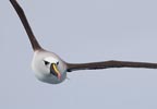 Atlantic Yellow-nosed Albatross (Thalassarche chlororhynchos) photo, Adult in Flight, Gough Island, March, 2006