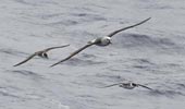 Atlantic Yellow-nosed Albatross (Thalassarche chlororhynchos) photo, Adult in Flight with Greater Shearwater, Nightingale Island, March, 2006
