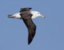 Black-browed Albatross (Thalassarche melanophris melanophris) photo, Subadult in Flight, Drake Passage, March, 2006