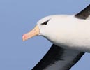 Black-browed Albatross (Thalassarche melanophris melanophris) photo, Adult in Flight, South Georgia, March, 2006