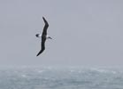 Gray-headed Albatross (Thalassarche chrysostoma) photo, Adult in Flight, South Georgia, March, 2006