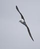 Shy Albatross (Thalassarche cauta) photo, Adult in Flight, Gough Island, March, 2006