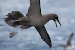 Sooty Albatross (Phoebetria fusca) photo, Adult in Flight, Inaccessible Island, March, 2006