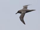 Sooty Albatross (Phoebetria fusca) photo, Adult in Flight, Inaccessible Island, March, 2006