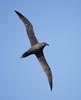 Sooty Albatross (Phoebetria fusca) photo, Adult in Flight, Inaccessible Island, March, 2006
