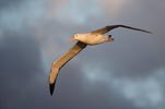 (Tristan) Wandering Albatross (Diomedea (exulans) dabbenena) photo, Adult in Flight, Gough Island, March, 2006
