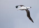 (Tristan) Wandering Albatross (Diomedea (exulans) dabbenena) photo, Adult in Flight, Gough Island, March, 2006