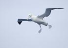 (Tristan) Wandering Albatross (Diomedea (exulans) dabbenena) photo, Adult in Flight, Gough Island, March, 2006