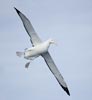 (Tristan) Wandering Albatross (Diomedea (exulans) dabbenena) photo, Adult in Flight, Inaccessible Island, March, 2006