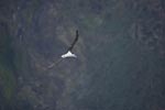 (Tristan) Wandering Albatross (Diomedea (exulans) dabbenena) photo, Adult in Flight, Gough Island, March, 2006