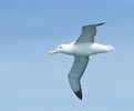 Wandering Albatross (Diomedea exulans) photo, Adult in Flight, near South Georgia, January, 2001
