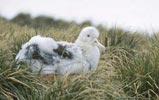 Wandering Albatross (Diomedea exulans) photo, Chick on Nest, Prion Island, South Georgia, December, 1994