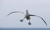 Wandering Albatross (Diomedea exulans) photo, Adult Landing, South Georgia, March, 2006