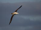 Wandering Albatross (Diomedea exulans) photo, Immature in Flight, South Georgia, March, 2006