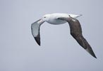 Wandering Albatross (Diomedea exulans) photo, Subadult in Flight, South Georgia, March, 2006