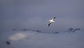 Wandering Albatross (Diomedea exulans) photo, Adult in Flight, South Georgia, March, 2006