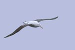 Wandering Albatross (Diomedea exulans) photo, Subadult in Flight, near South Georgia, November, 1994