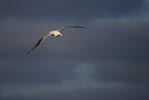 Wandering Albatross (Diomedea exulans) photo, Adult in Flight, South Georgia, March, 2006