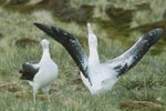 Wandering Albatross (Diomedea exulans) photo, Courtship, Albatross Island, South Georgia, January, 2001