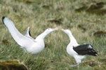 Wandering Albatross (Diomedea exulans) photo, Courtship, Albatross Island, South Georgia, January, 2001