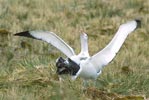 Wandering Albatross (Diomedea exulans) photo, Courtship, Albatross Island, South Georgia, January, 2001