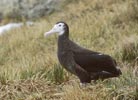 Wandering Albatross (Diomedea exulans) photo, About to Fledge, Prion Island, South Georgia, December, 1994