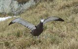 Wandering Albatross (Diomedea exulans) photo, About to Fledge, Prion Island, South Georgia, December, 1994