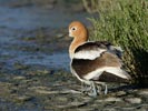 American Avocet (Recurvirostra americana) photo, Adult Sheltering Chicks, Santa Clara Cnty, CA, May, 2006