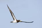 Brown Booby (Sula leucogaster) photo, Adult in Flight, Cape Verde Islands, April, 2006
